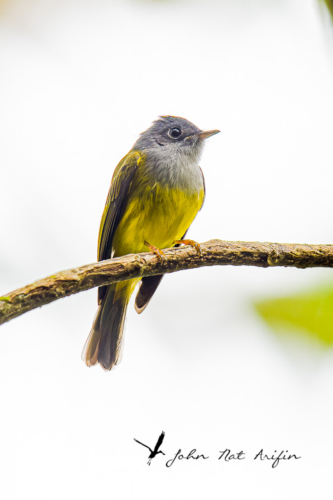 Grey-headed Flycatcher.Birding southern Thailand, Hala Bala Wildlife Sanctuary | Phototravelasia
