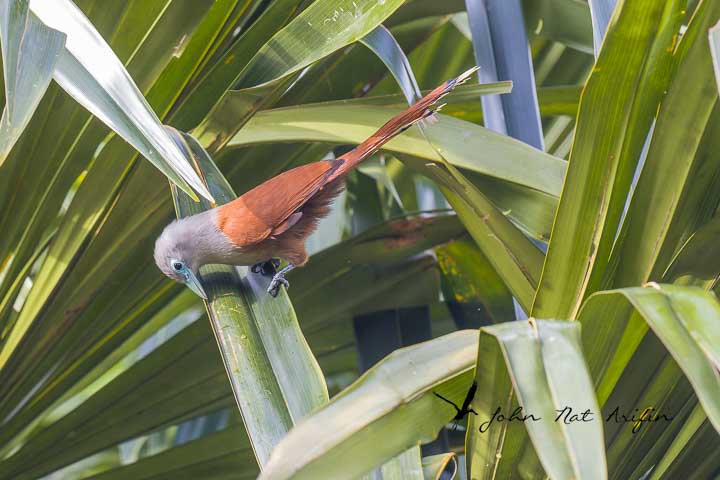 Raffles' Malkoha. Birding southern Thailand, Hala Bala Wildlife Sanctuary | Phototravelasia