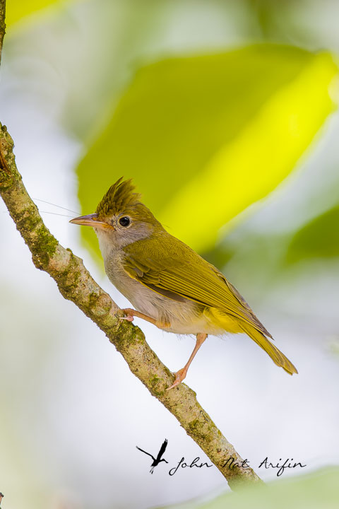 Birding southern Thailand, Hala Bala Wildlife Sanctuary | Phototravelasia