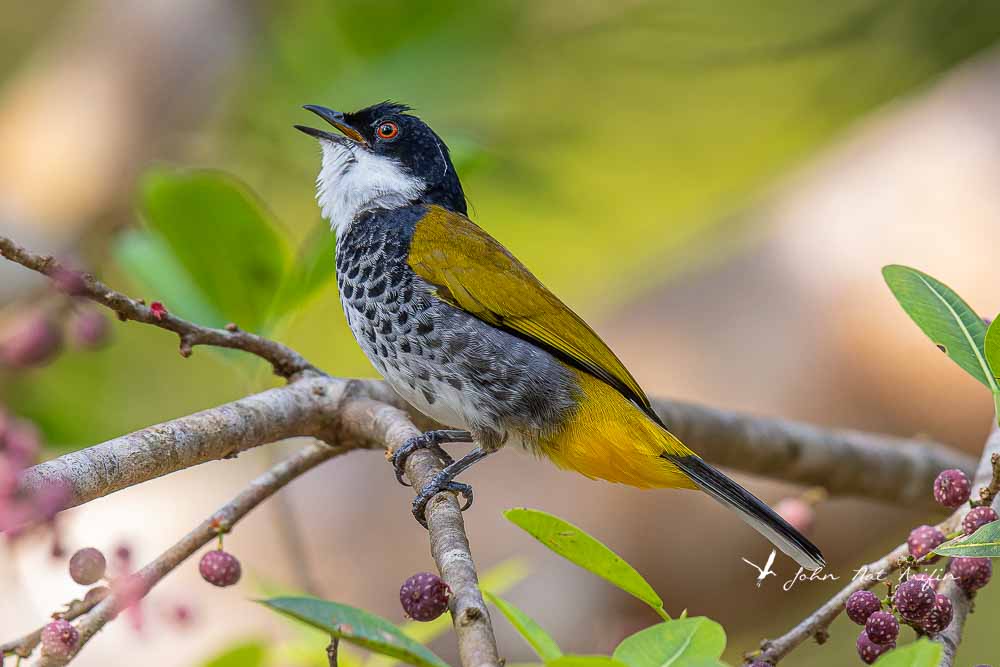 Scaly-breasted Bulbul. Bird Watching in Hat Yai, Thailand