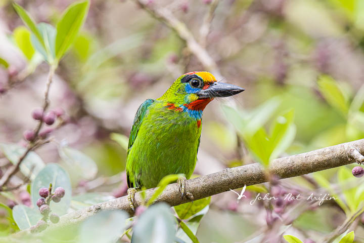 Red-throated Barbet. Bird Watching in Hat Yai, Thailand