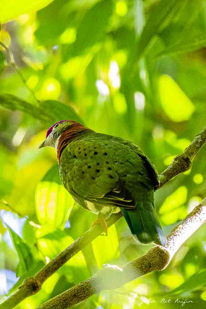 Birding Tangkoko. North Sulawesi, Indonesia.Superb Fruit Dove