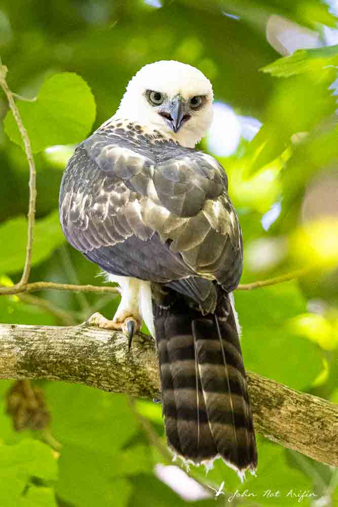 Birding Tangkoko. North Sulawesi, Indonesia.Sulawesi Hawk Eagle
