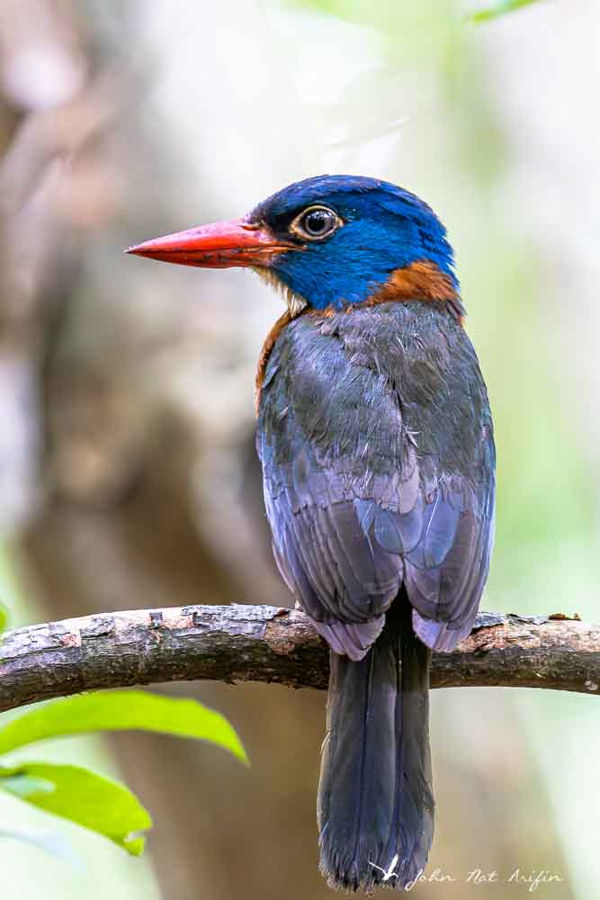Endemic Kingfishers of Sulawesi | Birding Tangkoko, North Sulawesi, Indonesia