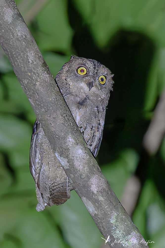 Birding Tangkoko. North Sulawesi, Indonesia.Sulawesi Scops Owl