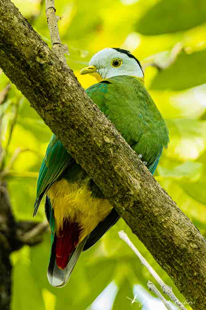 Birding Tangkoko. North Sulawesi, Indonesia.Black-naped Fruit Dove
