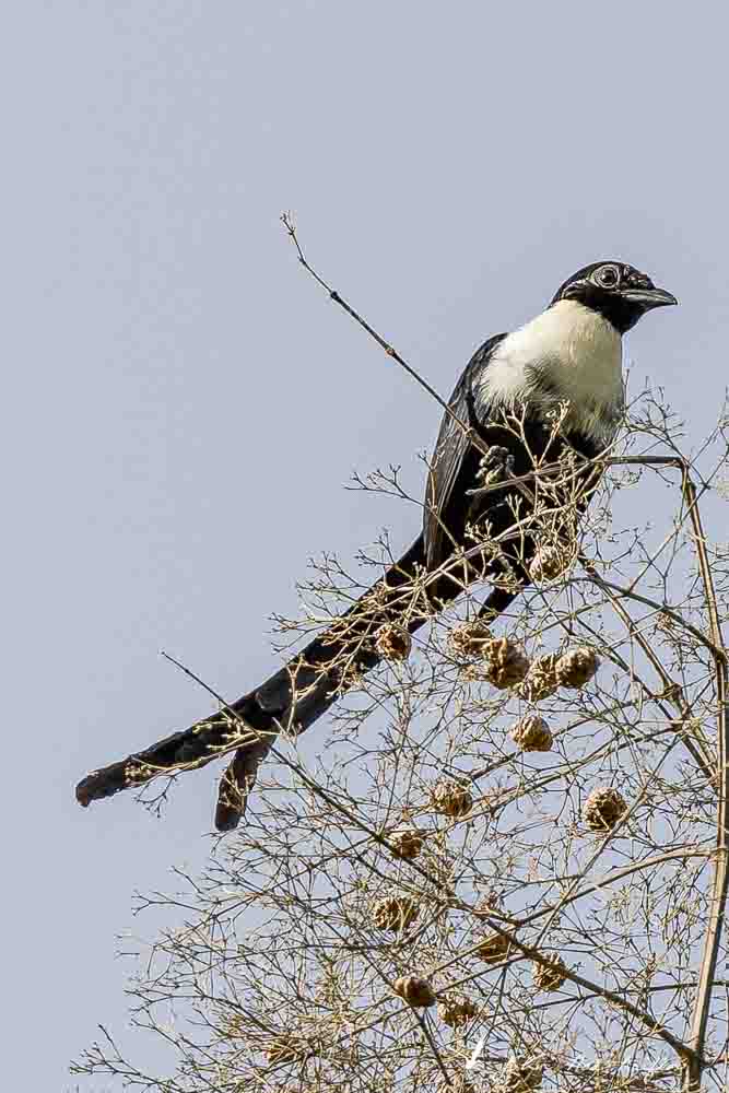 Birding Tangkoko. North Sulawesi, Indonesia.WHite-necked Myna