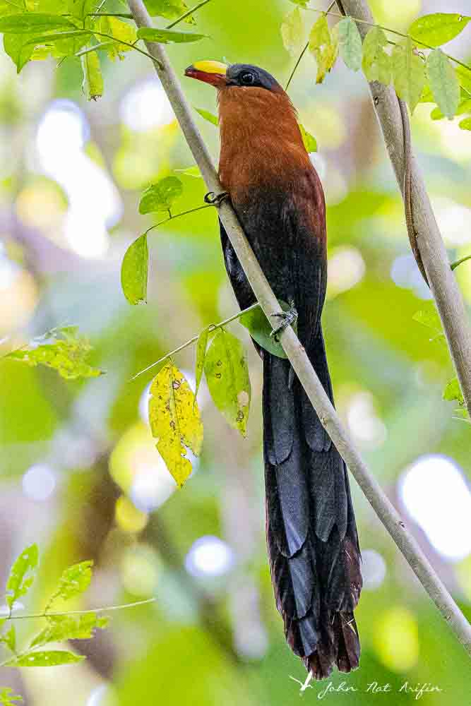 Birding Tangkoko. North Sulawesi, Indonesia.Sulawesi Malkoha