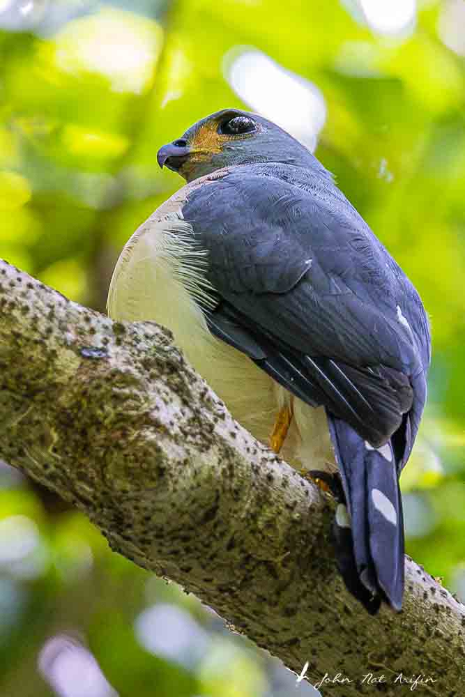 Birding Tangkoko. North Sulawesi, Indonesia.Spotted Tailed Sparrow Hawk