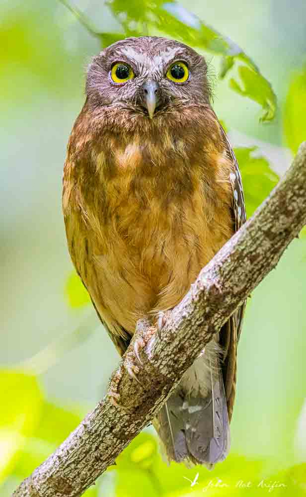Birding Tangkoko. North Sulawesi, Indonesia.Ochre-bellied Boobook