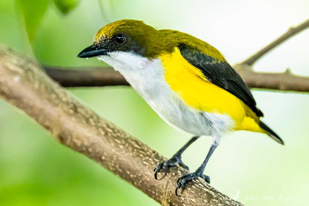 Birding Tangkoko. North Sulawesi, Indonesia.Yellow-sided Flowerpecker
