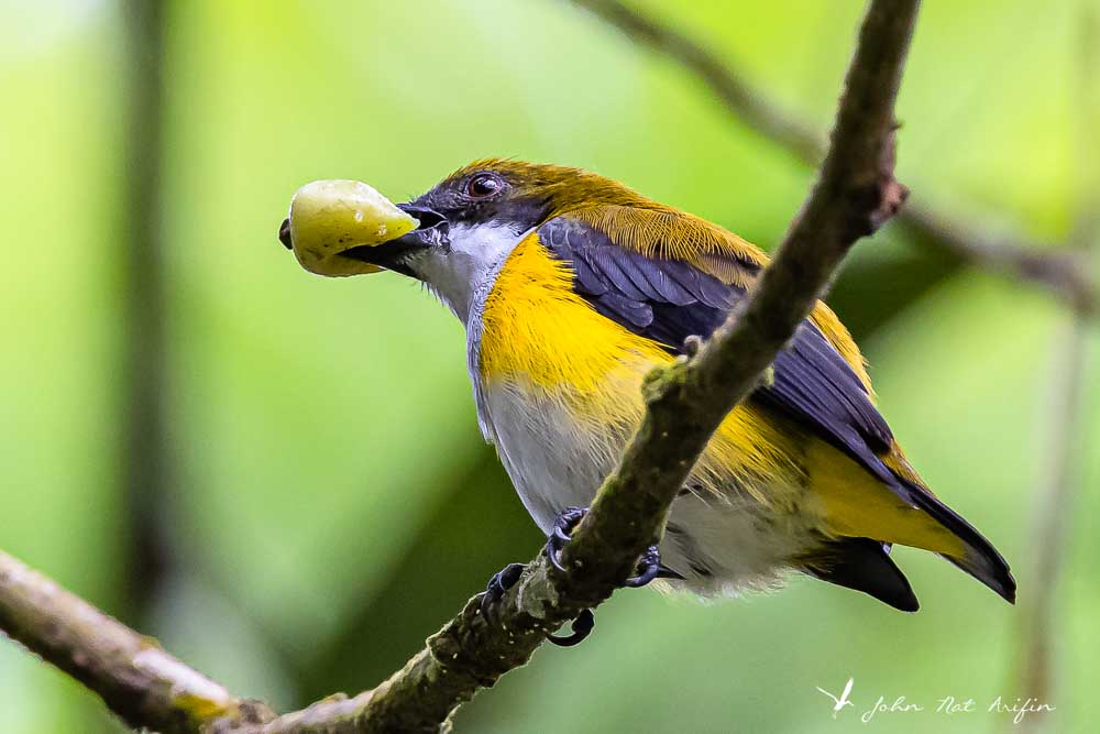 Birding Tangkoko. North Sulawesi, Indonesia.Yellow-sided Flowerpecker