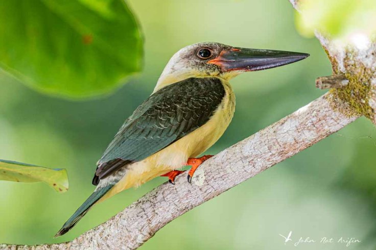 Endemic Kingfishers of Sulawesi | Birding Tangkoko, North Sulawesi, Indonesia