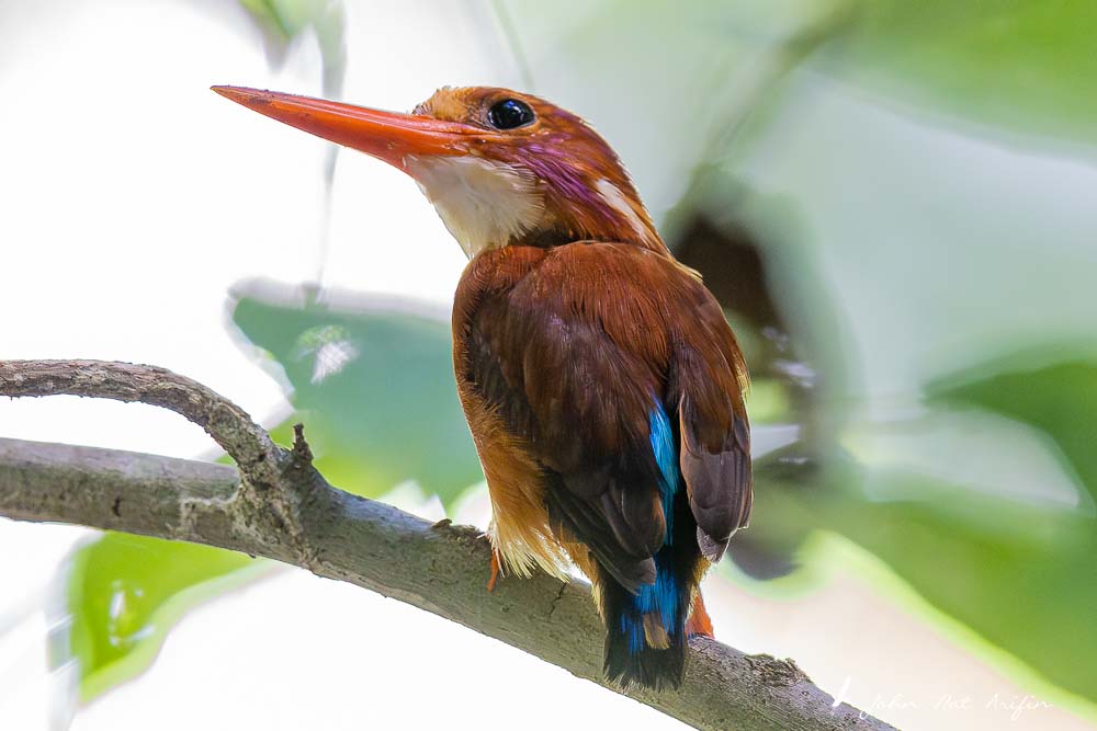 Birding Tangkoko. North Sulawesi, Indonesia.Sulawesi Dwarf Kingfisher