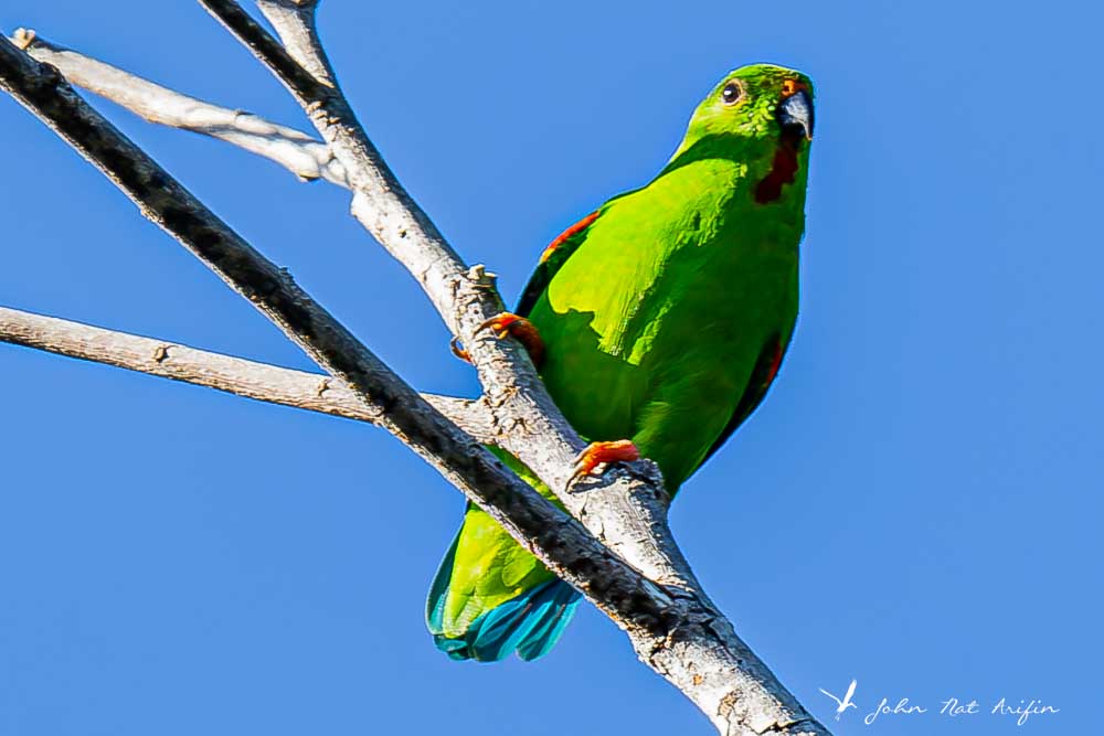 Birding Tangkoko. North Sulawesi, Indonesia.Sulawesi Hanging Parrot