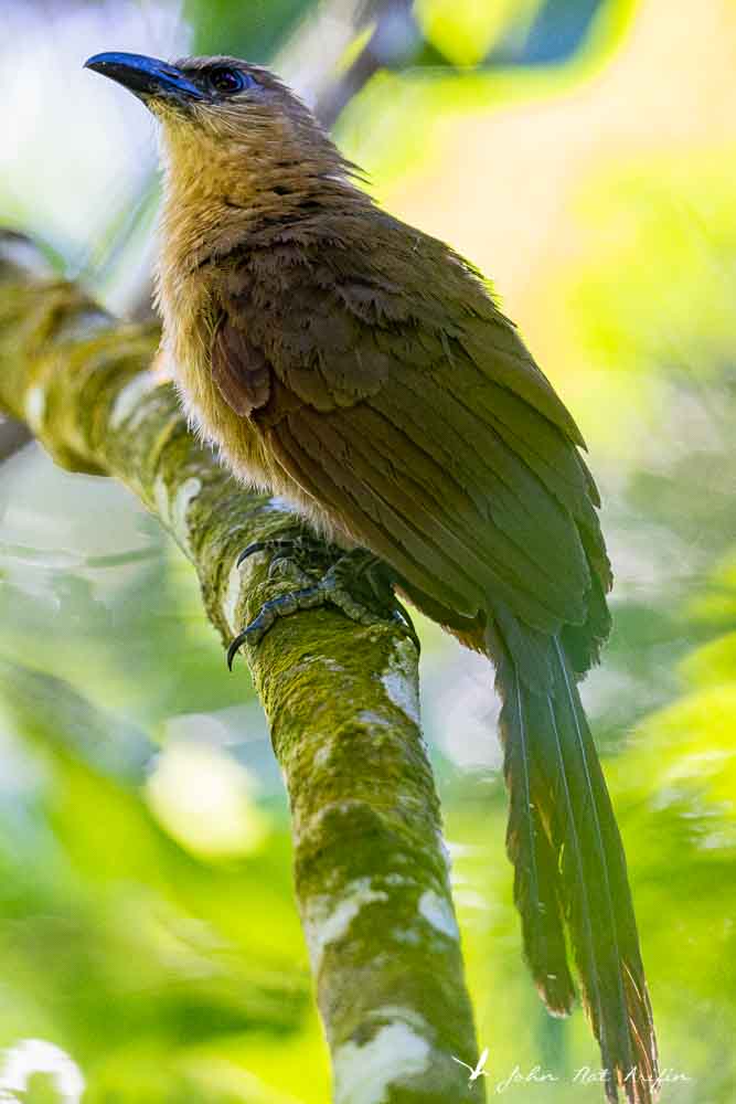 Birding Tangkoko. North Sulawesi, Indonesia.Bay Couccal