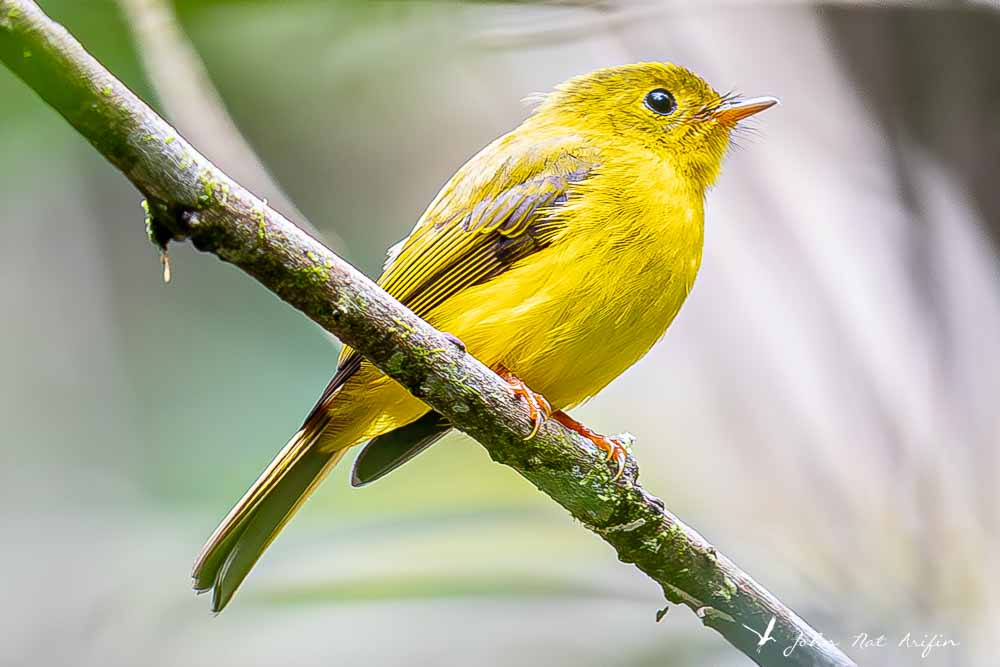 Birding Tangkoko. North Sulawesi, Indonesia.Citrine-canary Flycatcher