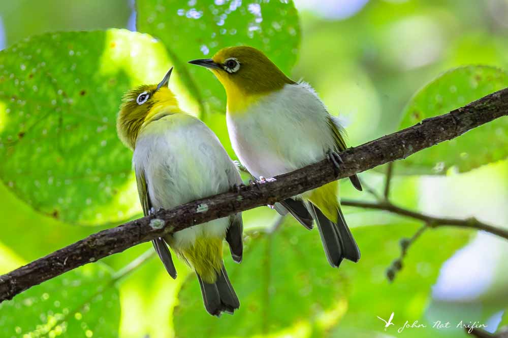Birding Tangkoko. North Sulawesi, Indonesia.Warbling White-eye
