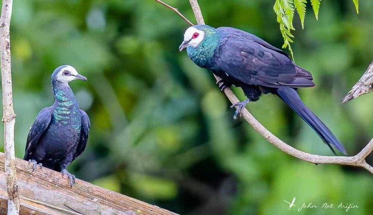 Birding Tangkoko. North Sulawesi, Indonesia. White-face Cuckoo Dove