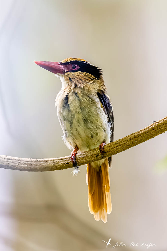 Endemic Kingfishers of Sulawesi | Birding Tangkoko, North Sulawesi, Indonesia.