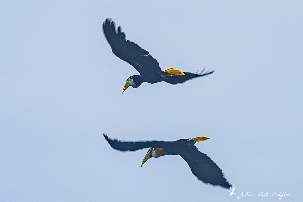 Birding Halmahera | Bird of Paradise