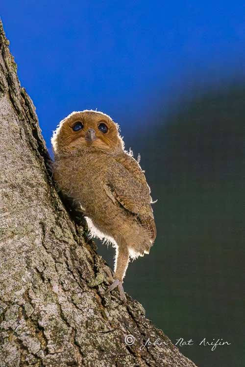 Observing Sunda Scops Owl at Singapore Botanic Gardens and Telok Blangah Rise