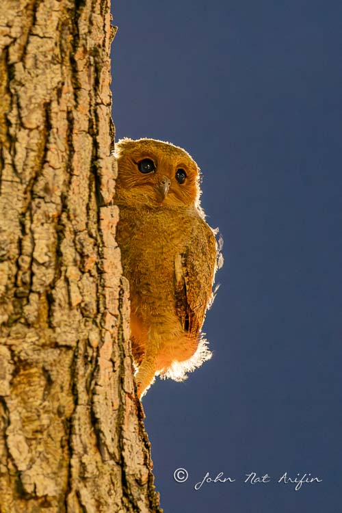 Observing Sunda Scops Owl at Singapore Botanic Gardens and Telok Blangah Rise