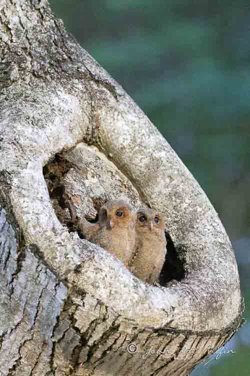 Observing Sunda Scops Owl at Singapore Botanic Gardens and Telok Blangah Rise