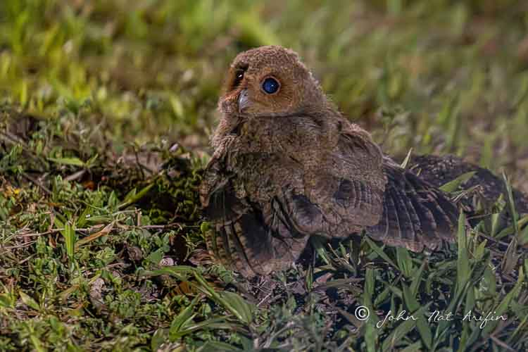 The Sunda scops owl at the Singapore Botanic Gardens and at Telok Blangah Rise Singapore