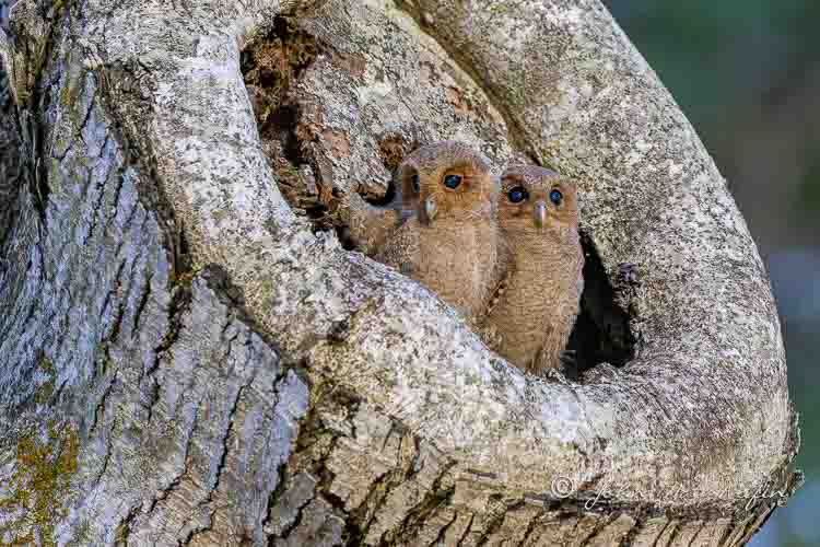 Observing Sunda Scops Owl at Singapore Botanic Gardens and Telok Blangah Rise