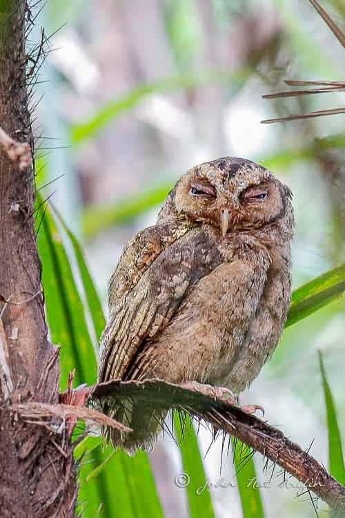 Observing Sunda Scops Owl at Singapore Botanic Gardens and Telok Blangah Rise
