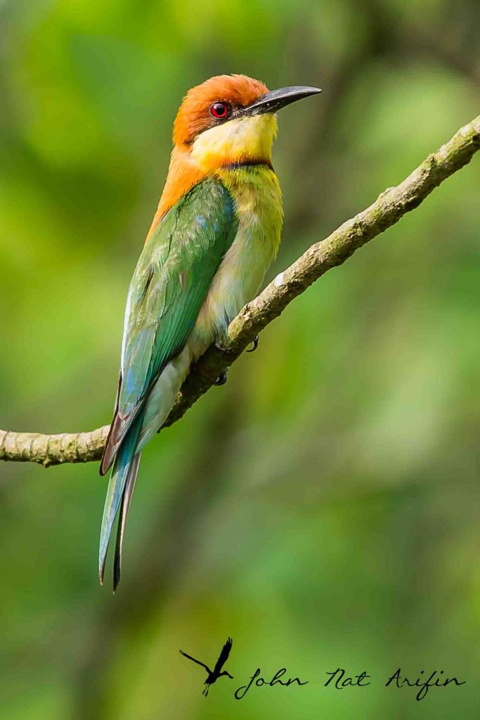 How many species of be-eaters in Singapore