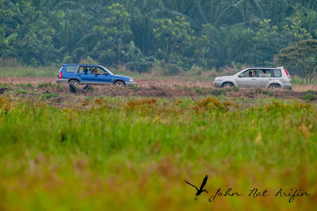 How many species of bee-eaters in Singapore