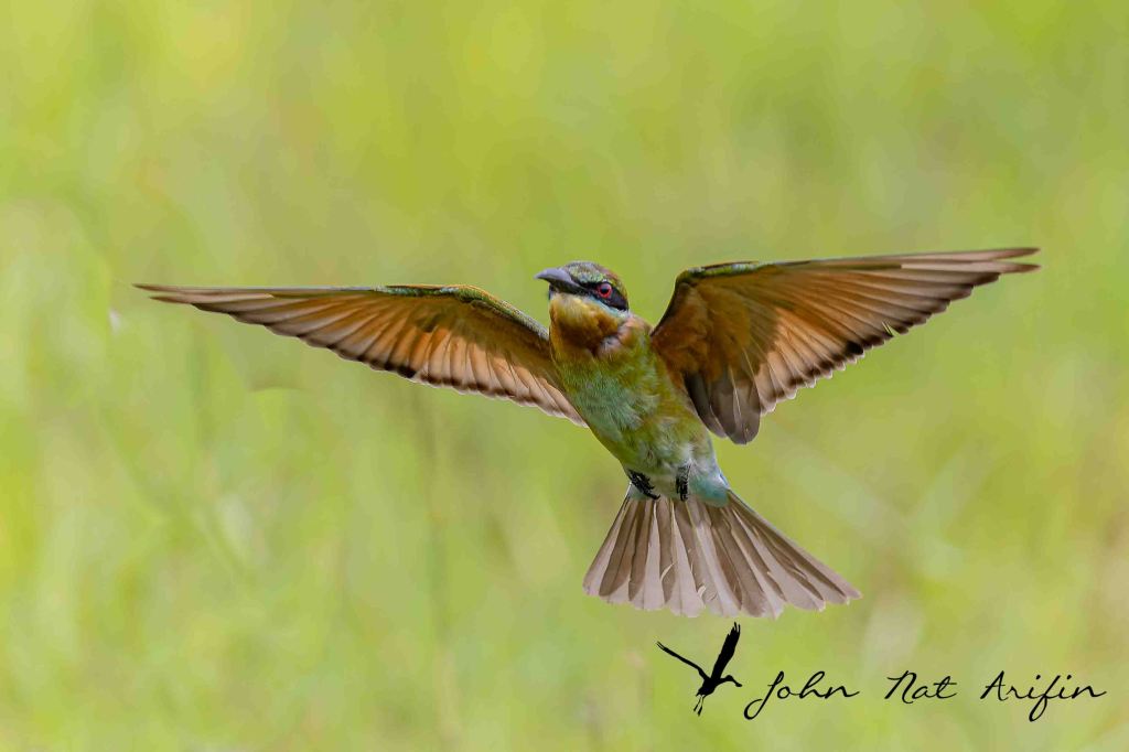 How many species of bee-eaters in Singapore