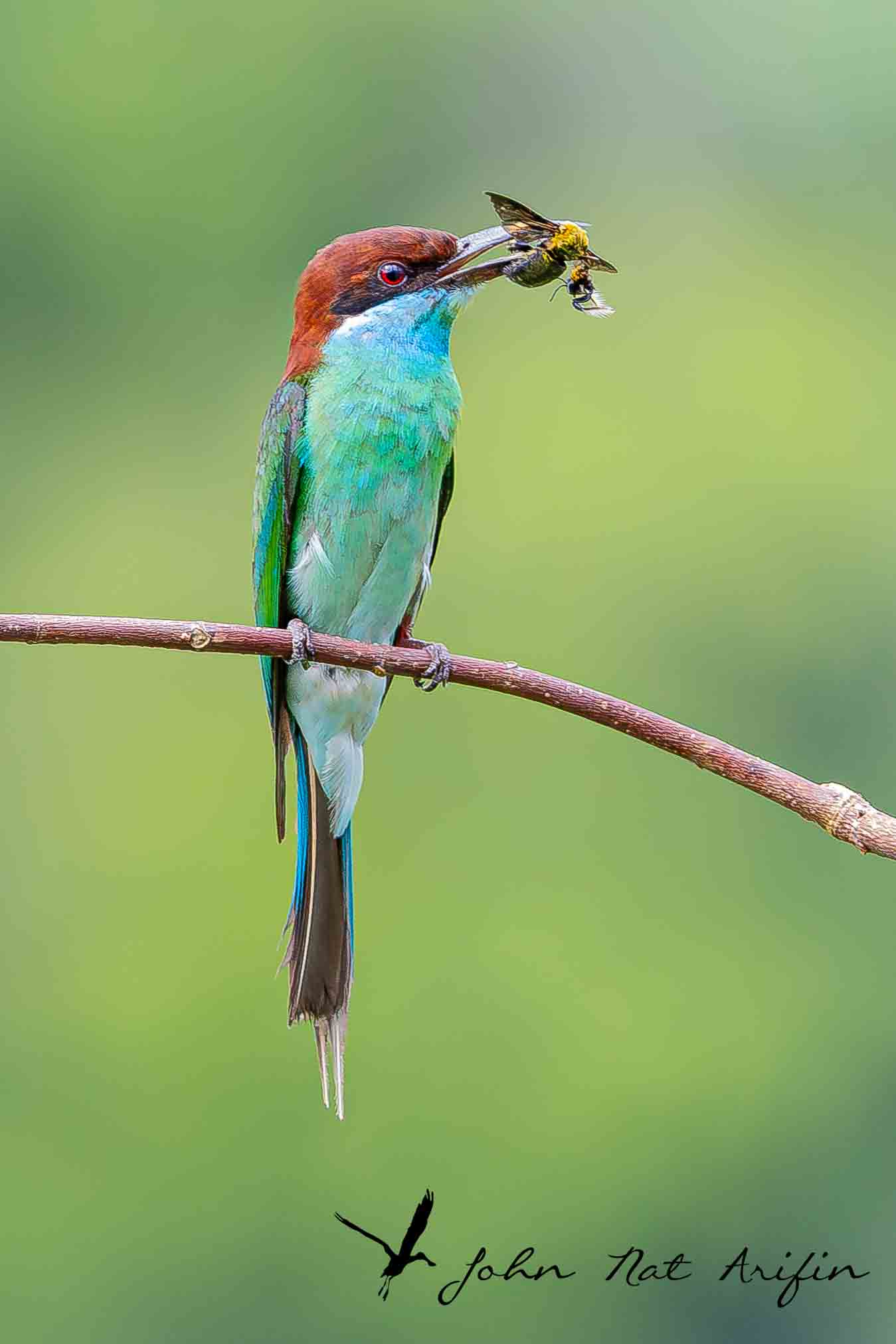 How many species of bee-eaters in Singapore