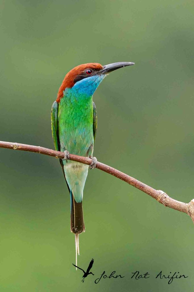 How many species of bee-eaters in Singapore