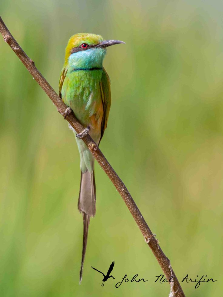 How many species of bee-eaters in Singapore