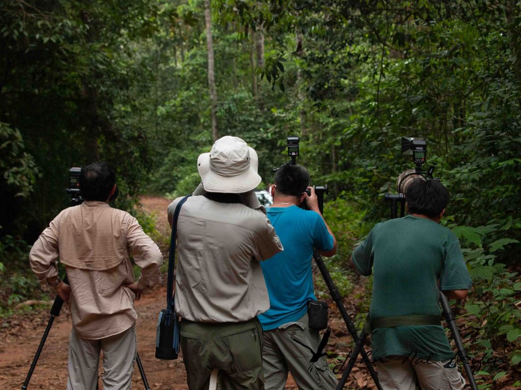 How many species of bee-eaters in Singapore