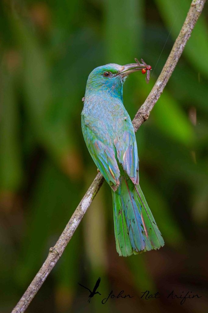 How many species of bee-eaters in Singapore