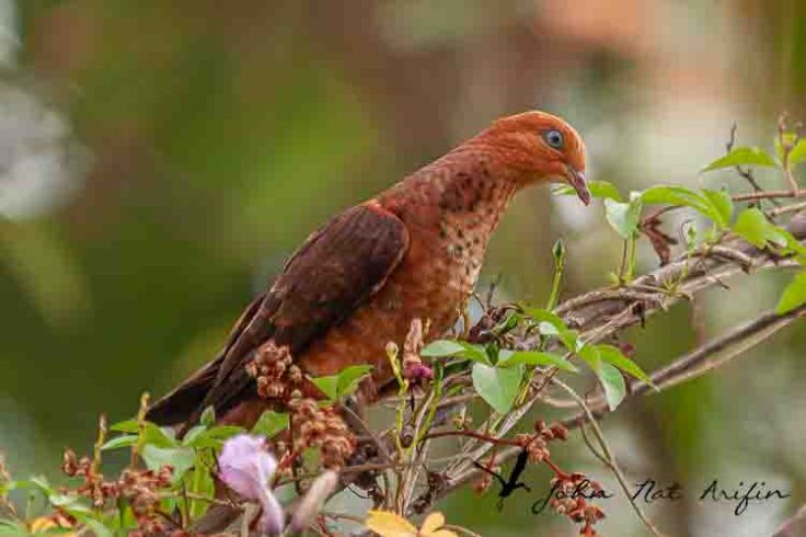 Birding and photographing birds in Fraser’s Hill, West Malaysia
