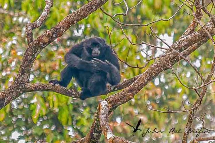 Birding and photographing birds in Fraser’s Hill, West Malaysia