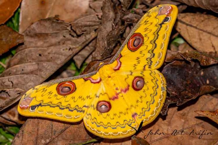 Birding and photographing birds in Fraser’s Hill, West Malaysia