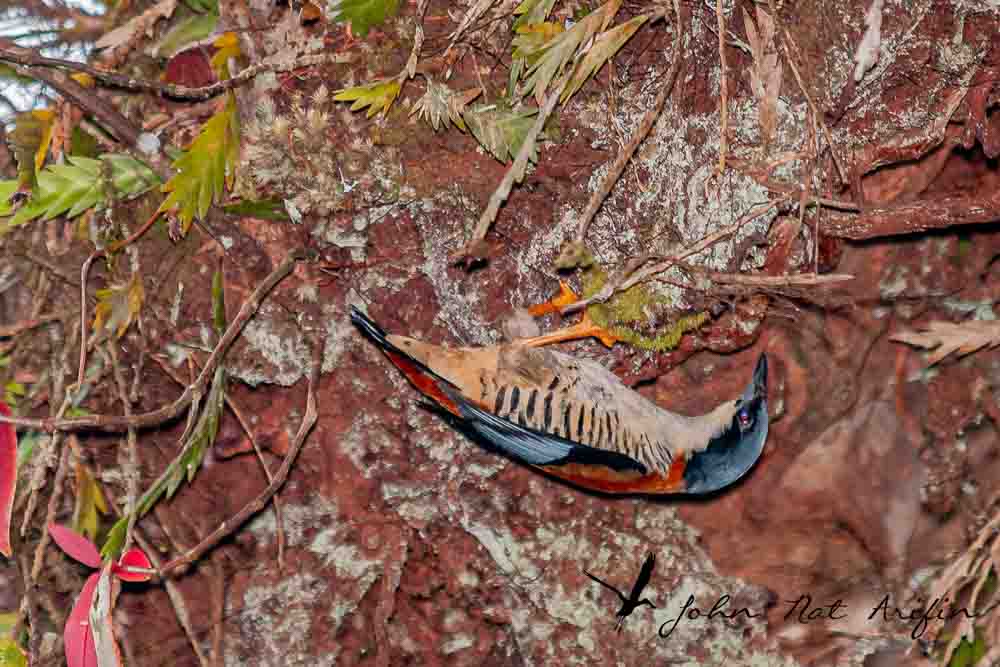 Birding and photographing birds in Fraser’s Hill, West Malaysia