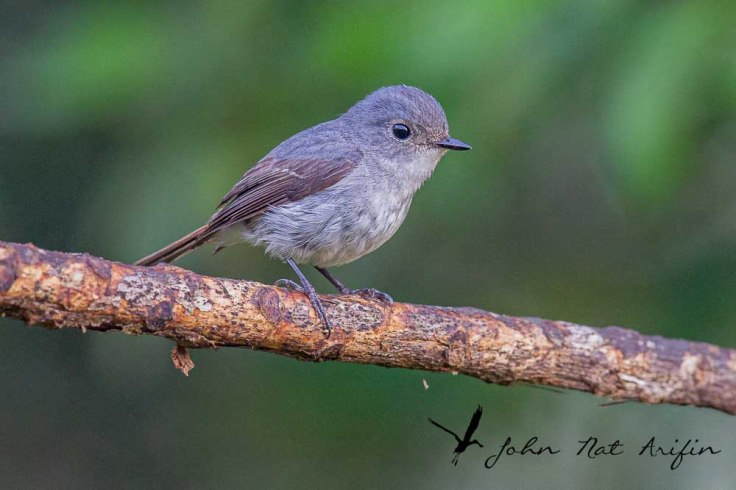 Birding and photographing birds in Fraser’s Hill, West Malaysia Female Little pied Flycatcher
