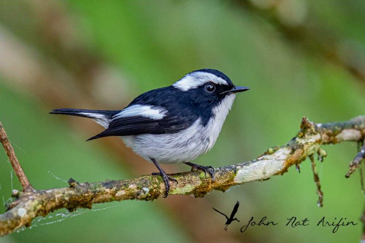 Little Pied Flycatcher Birding and bird photography Fraser's Hill
