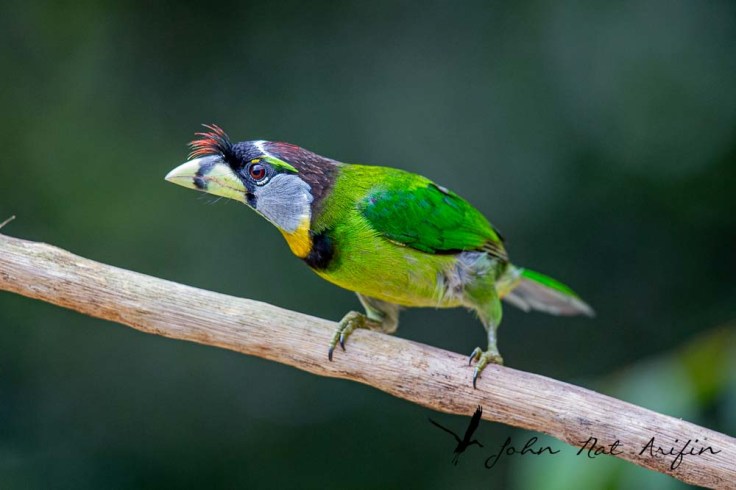 Birding and photographing birds in Fraser’s Hill, West Malaysia