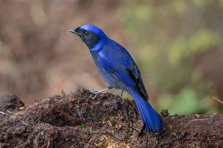 Birding and photographing birds in Fraser’s Hill, West Malaysia