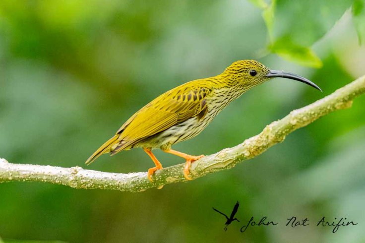 Birding and photographing birds in Fraser’s Hill, West Malaysia