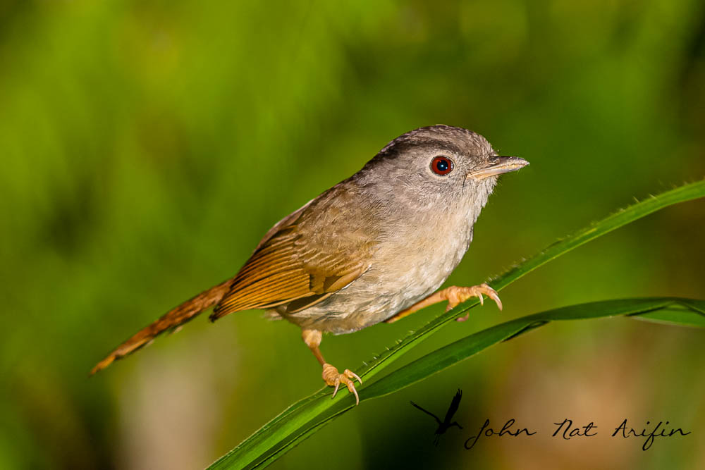 Birding and bird photography in Frasers Hill West Malaysia