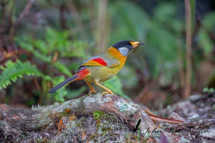 Birding and photographing birds in Fraser’s Hill, West Malaysia